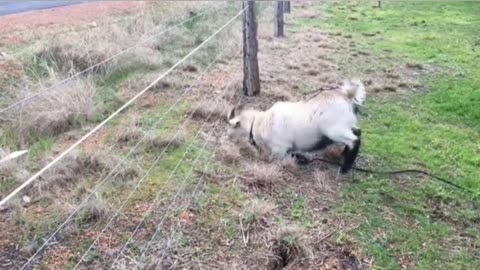 Increible la reaccion de esta cabra al chocar con linea de electricidad