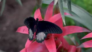 black butterfly shadow
