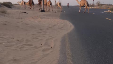 Camel In Desert