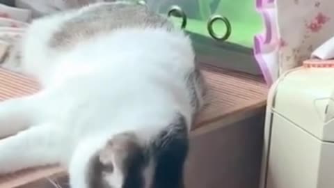 How Funny Sleeping The Cute Cat