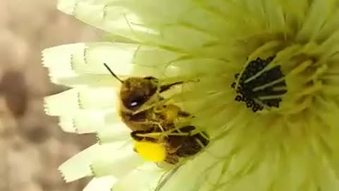 Beautifull bee day