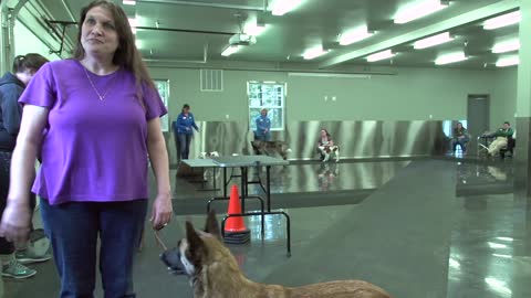 Gaiting your dogs using hand signals with Eric Salas Workshops