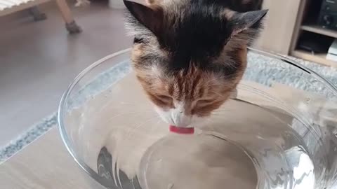 Cute cat drinks water