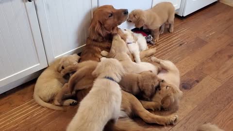 Golden Retriever Dad Puppies