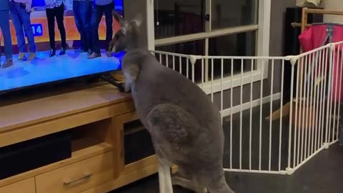 Funny Animal Videos Kangaroo watching TV!