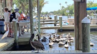 Pelicans looking for scraps