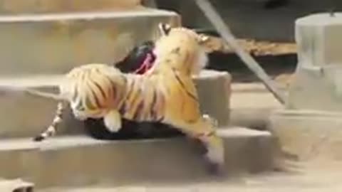 Dog pranked by lion and tiger