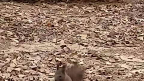 What is the hungry squirrel eating?