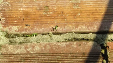 Spider Weaver Insect Fauna