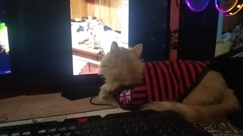 Persian cat enjoyed, watching in my computer !