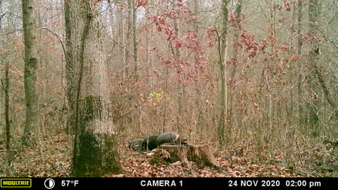 Turkey on the trail cam