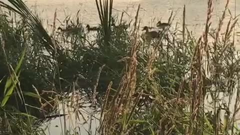 Ducks in the lake