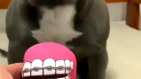 Cute funny Dogs