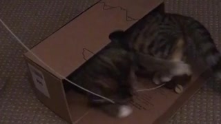 Cat holding Her Toy and Going to Hide it Inside the Box