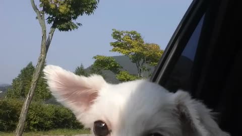 Cutting the wind out of the car window.My puppy