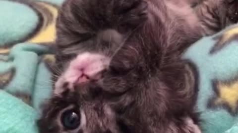 Kitten Adorably Pampers Herself, Melts Our Hearts In The Process