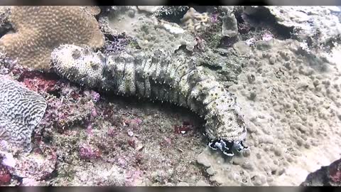 Sea cucumber