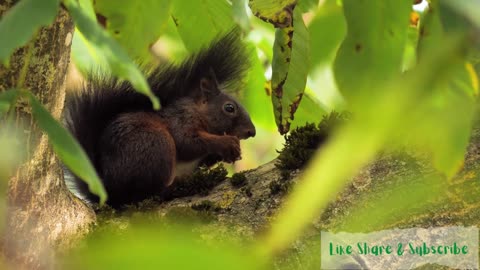 Squirrel The Nature Beauty