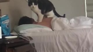 Cat massaging back of his human friend