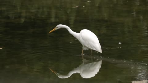 Beautiful Bird In An Exorbitant River - Music To Relax And Meditate