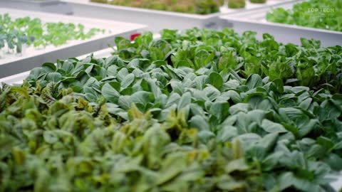 5 Robotic and AI-Powered Vertical Farms