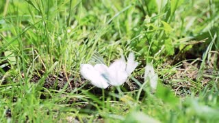 triplets white butterflies close under grass