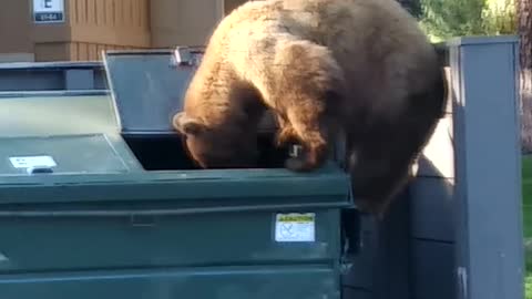 Brown Bear Dumpster Diving in South Lake Tahoe