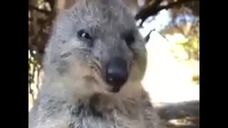 QUOKKA the ALWAYS smiling animal Aww!! MOMENTS FOR 6 minutes straight
