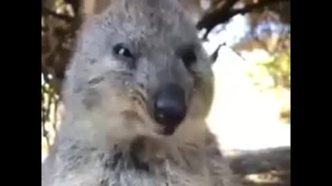 QUOKKA the ALWAYS smiling animal Aww!! MOMENTS FOR 6 minutes straight