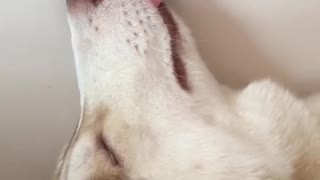 prank Pulls out Sleeping Dog's Tongue