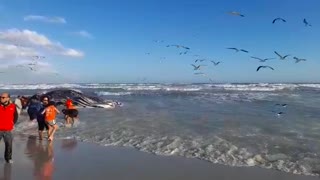 Whale carcass washes ashore in Cape Town