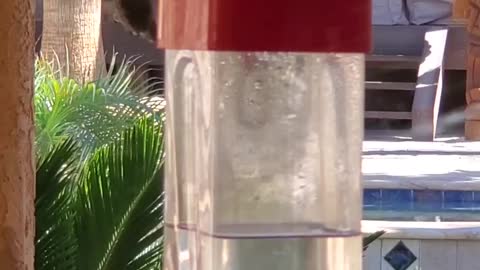 Hummingbirds feeding