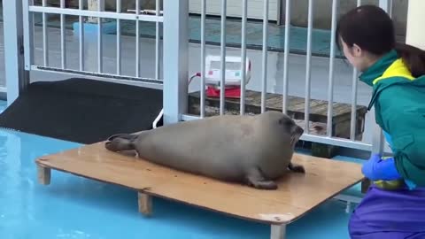 Chonk gets weighed