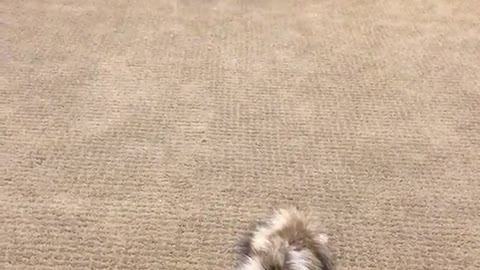 Black white dog runs across room and plays with raccoon tail toy