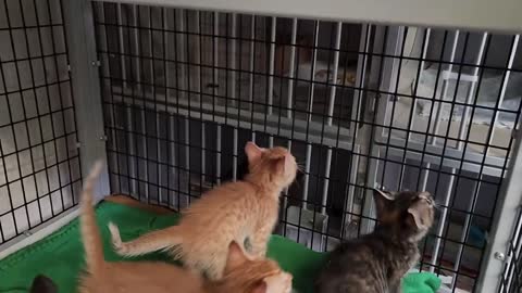 Bloody Brother Cats Fighting Seriously | Animals Kingdom