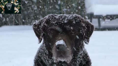 A black Labrador on the snow appears frighteningly suddenly