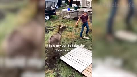 Best Funny Animal Videos Of The 2022 🤣 - Funny Wild And Farm Animals Videos 🐴🦍