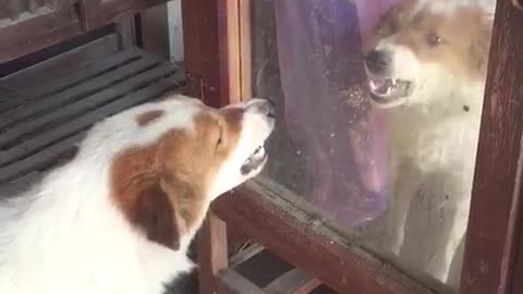 Doggy Meets its Match in the Mirror