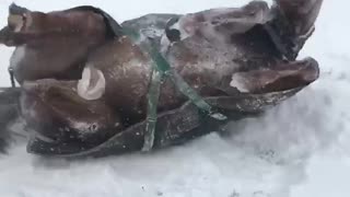Old Horse Plays in Snow