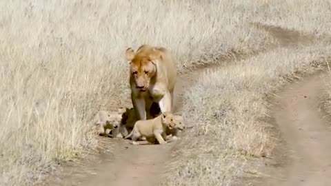 Cute baby lion cub