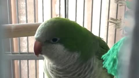 French talking child parrot, clear voice NECESSITY SEE!! ADORABLE!!!