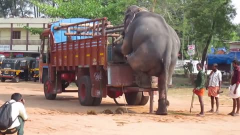 A Smart Elephant much cautiously step down from high height Lorry