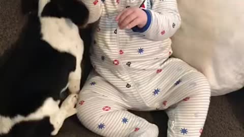 baby has fun when the dog runs his tongue over her ear