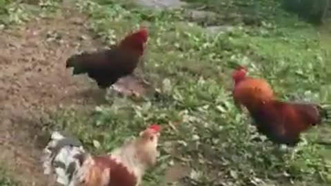 Rooster fights， Goose said can not fight.