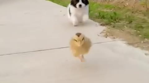 Funny Animals dogs & mini chicken