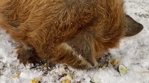 The Snow's a Flying, Bandit wants to play and Hammy wants to eat