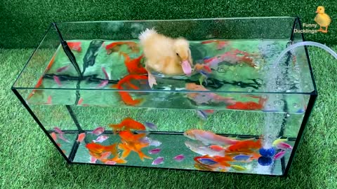 Baby Duck Duckling, Goldfish, Koi Carp Fish