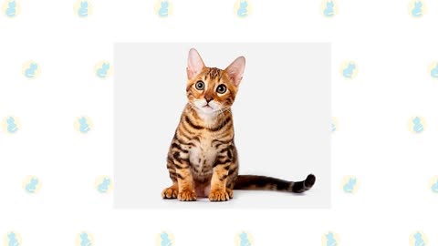 Bengal Cat vs Savannah Cat