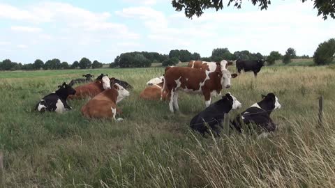 Nice Herd of Cows.....