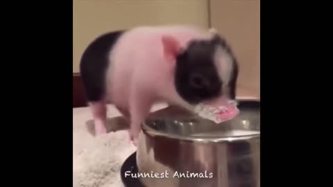 Pawsitively Hilarious: The Ultimate Compilation of Animal Antics!